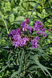 Prairie Ironweed (Vernonia fasciculata) at Wolf's Blooms & Berries