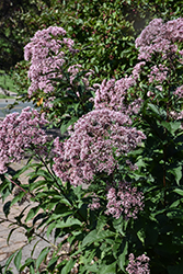 Joe Pye Weed (Eupatorium maculatum) at Wolf's Blooms & Berries