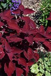 Beale Street Coleus (Solenostemon scutellarioides 'Beale Street') at Wolf's Blooms & Berries