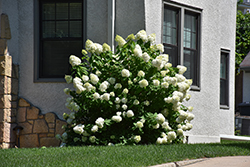 Limelight Prime Hydrangea (Hydrangea paniculata 'SMNHPPH') at Wolf's Blooms & Berries