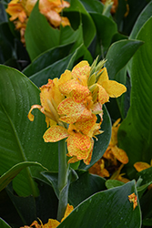 Cannova Gold Leopard Canna (Canna 'Cannova Gold Leopard') at Wolf's Blooms & Berries