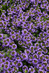 Whirlwind Blue Fan Flower (Scaevola aemula 'Whirlwind Blue') at Wolf's Blooms & Berries