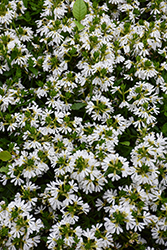 Whirlwind White Fan Flower (Scaevola aemula 'Whirlwind White') at Wolf's Blooms & Berries