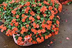 Beacon Orange Impatiens (Impatiens walleriana 'PAS1377331') at Wolf's Blooms & Berries