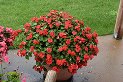 Beacon Bright Red Impatiens (Impatiens walleriana 'PAS1413665') at Wolf's Blooms & Berries