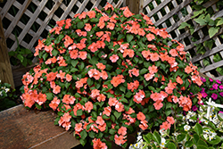 Beacon Salmon Impatiens (Impatiens walleriana 'PAS1357835') at Wolf's Blooms & Berries