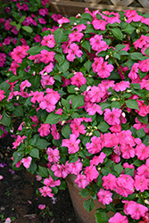 Beacon Rose Impatiens (Impatiens walleriana 'Beacon Rose') at Wolf's Blooms & Berries