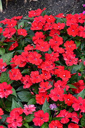SunPatiens Vigorous Red Impatiens (Impatiens 'SAKIMP048') at Wolf's Blooms & Berries