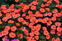 SunPatiens Vigorous Orange New Guinea Impatiens (Impatiens 'SAKIMP056') at Wolf's Blooms & Berries