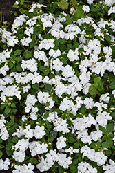 Beacon White Impatiens (Impatiens walleriana 'PAS1357832') at Wolf's Blooms & Berries