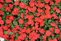 Beacon Bright Red Impatiens (Impatiens walleriana 'PAS1413665') at Wolf's Blooms & Berries