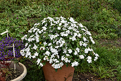 Beacon White Impatiens (Impatiens walleriana 'PAS1357832') at Wolf's Blooms & Berries