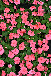 Beacon Coral Impatiens (Impatiens walleriana 'PAS1413664') at Wolf's Blooms & Berries