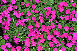 Beacon Violet Shades Impatiens (Impatiens walleriana 'PAS1357834') at Wolf's Blooms & Berries