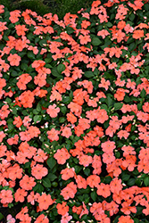 Beacon Salmon Impatiens (Impatiens walleriana 'PAS1357835') at Wolf's Blooms & Berries