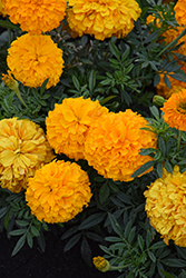 Inca II Orange Marigold (Tagetes erecta 'Inca II Orange') at Wolf's Blooms & Berries