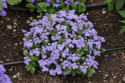 Aloha Blue Flossflower (Ageratum 'Aloha Blue') at Wolf's Blooms & Berries