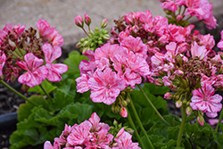 Big Ezee Pink Geranium (Pelargonium 'Big Ezee Pink') at Wolf's Blooms & Berries