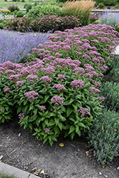 Euphoria Ruby Joe Pye Weed (Eupatorium purpureum 'FLOREUPRE1') at Wolf's Blooms & Berries