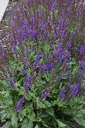 Blue By You Meadow Sage (Salvia nemorosa 'Balsalbyu') at Wolf's Blooms & Berries