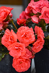 Solenia Dark Pink Begonia (Begonia x hiemalis 'Solenia Dark Pink') at Wolf's Blooms & Berries