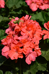 Mojo Salmon Geranium (Pelargonium 'Mojo Salmon') at Wolf's Blooms & Berries