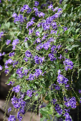 Sapphire Showers Duranta (Duranta erecta 'Sapphire Showers') at Wolf's Blooms & Berries