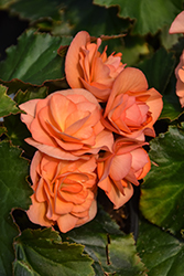 Solenia Apricot Begonia (Begonia x hiemalis 'Solenia Apricot') at Wolf's Blooms & Berries