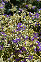 Golden Feathers Jacob's Ladder (Polemonium 'Golden Feathers') at Wolf's Blooms & Berries