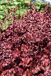 Fire Chief Coral Bells (Heuchera 'Fire Chief') at Wolf's Blooms & Berries