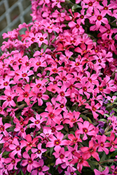 Red Wings Moss Phlox (Phlox subulata 'Red Wings') at Wolf's Blooms & Berries