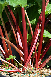 Canada Red Rhubarb (Rheum 'Canada Red') at Wolf's Blooms & Berries