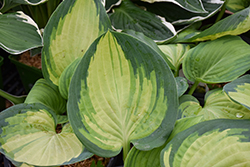 Sound Of Music Hosta (Hosta 'Sound Of Music') at Wolf's Blooms & Berries