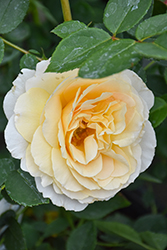 Reminiscent Crema Rose (Rosa 'BOZFRA121') at Wolf's Blooms & Berries