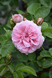 Reminiscent Pink Rose (Rosa 'BOZFRA021') at Wolf's Blooms & Berries
