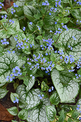 Sea Heart Bugloss (Brunnera macrophylla 'Sea Heart') at Wolf's Blooms & Berries