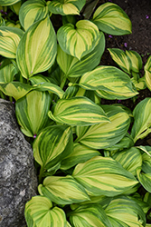 Rainbow's End Hosta (Hosta 'Rainbow's End') at Wolf's Blooms & Berries