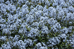 Storm Cloud Bluestar (Amsonia tabernaemontana 'Storm Cloud') at Wolf's Blooms & Berries