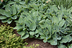 Halcyon Hosta (Hosta 'Halcyon') at Wolf's Blooms & Berries