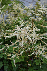 Chantilly Lace Goatsbeard (Aruncus 'Chantilly Lace') at Wolf's Blooms & Berries