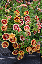 MiniFamous Neo Double OrangeTastic Calibrachoa (Calibrachoa 'KLECA19067') at Wolf's Blooms & Berries