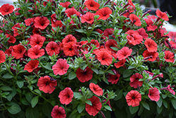 Supertunia Mini Vista Scarlet Petunia (Petunia 'Supertunia Mini Vista Scarlet') at Wolf's Blooms & Berries