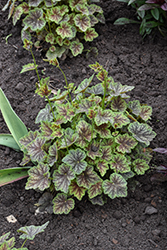 Dale's Strain Coral Bells (Heuchera americana 'Dale's Strain') at Wolf's Blooms & Berries