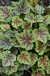 Dale's Strain Coral Bells (Heuchera americana 'Dale's Strain') at Wolf's Blooms & Berries