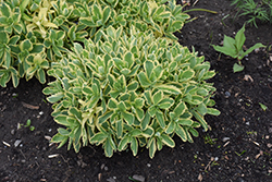 Frosted Fire Stonecrop (Sedum 'Frosted Fire') at Wolf's Blooms & Berries
