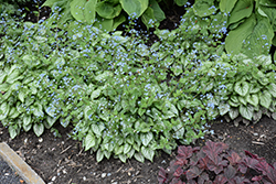 Jack Frost Bugloss (Brunnera macrophylla 'Jack Frost') at Wolf's Blooms & Berries