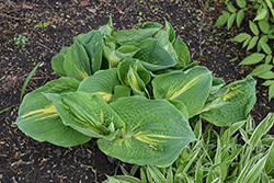 Thunderbolt Hosta (Hosta 'Thunderbolt') at Wolf's Blooms & Berries