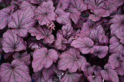 Electric Plum Coral Bells (Heuchera 'Electric Plum') at Wolf's Blooms & Berries