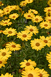 Serenity Deep Yellow African Daisy (Osteospermum 'Serenity Deep Yellow') at Wolf's Blooms & Berries