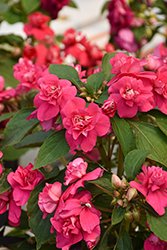 Glimmer Hot Pink Double Impatiens (Impatiens 'Balglimotin') at Wolf's Blooms & Berries